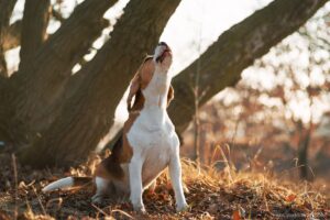 Cachorros que mais uivam: Beagle uivando.