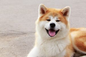 Cachorro Akita deitado no cão.