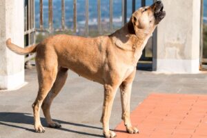 Cachorro caramelo uivando na rua.