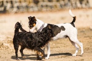 Cachorro cheirando cadela.