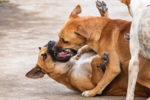 Mês do Cachorro Louco: Cachorros de rua brigando.