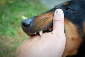 Mês do Cachorro Louco: Cão mordendo mão de homem.