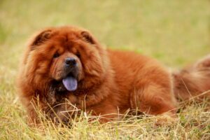 Cão da raça Chow Chow.