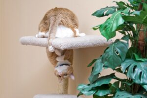 Gato brincando com o próprio rabo em cima do arranhador.