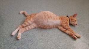 Alerta Contra Doenças Graves: Gato com barriga inchada.
