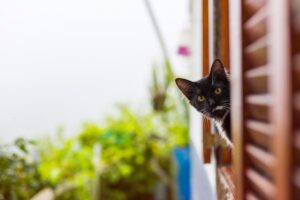 Gato curioso na janela.