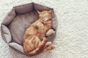 Dia Internacional do Gato: Gato dormindo na sua cama.