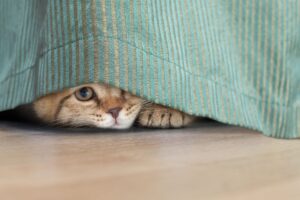 Dia Internacional do Gato: Gato observando, escondido na cortina.