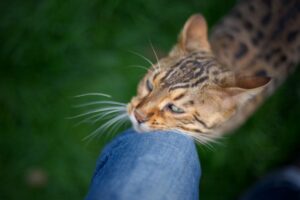 Gato Bengal esfregando a cabeça em uma perna.