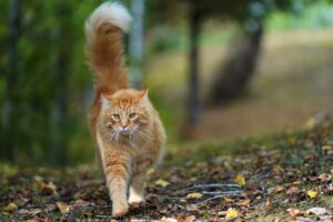 Gato laranja andando.
