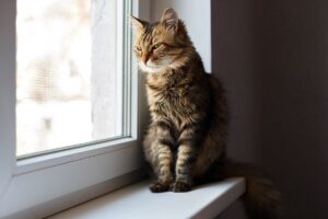 Dia Internacional do Gato: Gato sozinho na janela, olhando para a rua.