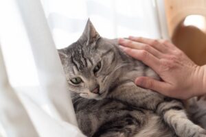 Gato não quer ser tocado.