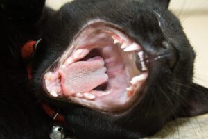 Alerta Contra Doenças Graves: Gato preto com boca aberta, com parte da gengiva inflamada.