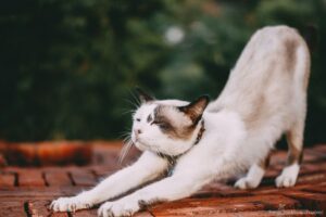 Dia Internacional do Gato: Gato se alongando.