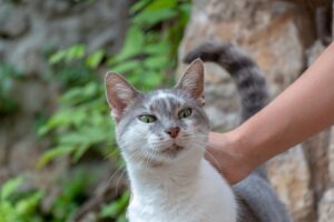 Gato sendo acariciado com tapinhas nas costas.