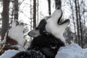 Cachorros que mais uivam: Huskies Siberianos uivando na neve.