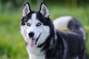 Cão da raça Husky Siberiano.