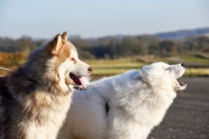 Malamute do Alasca e Samoieda juntos.