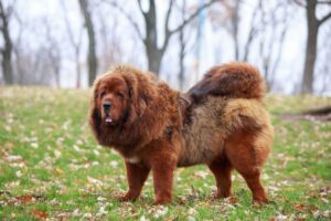 Raças Antigas de Cães: Cão Mastim Tibetano.