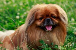 Cão da raça Pequinês.