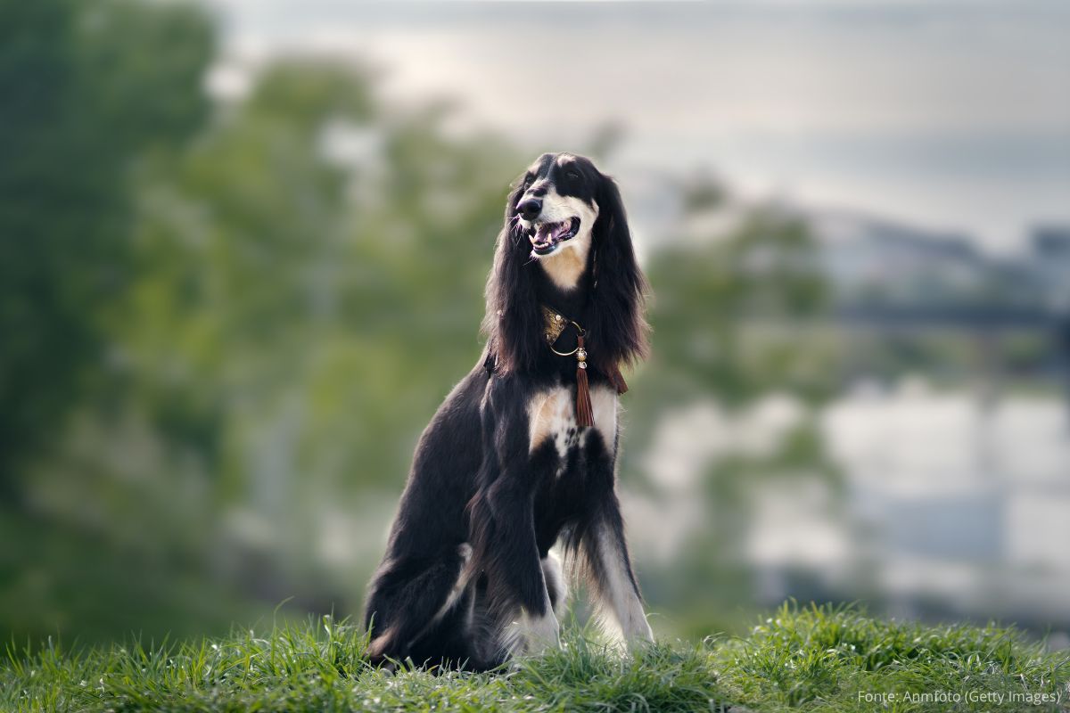 Raça Antiga de Cães: Saluki.