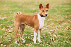 Raças antigas de cães: Basenji.