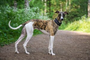 Raças antigas de cães: Galgo.