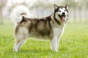 Raças Antigas de Cães: Malamute do Alasca.