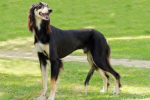Cão da raça Saluki.