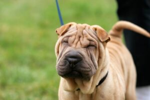 Cão da raça Shar-Pei.