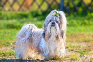 Cão da raça Shih-Tzu.