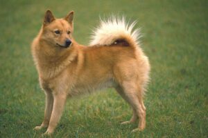 Cão da raça Spitz Finlandês.