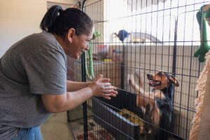 Cachorro no abrigo de cães animado ao ver voluntária.