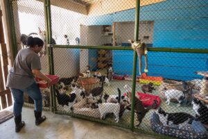Dia do Protetor de Animais: Voluntária no abrigo de gatos.